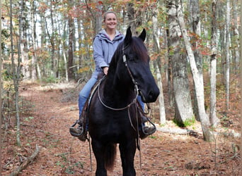 Friesian horses, Gelding, 7 years, 16,1 hh, Black