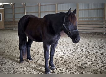 Friesian horses, Gelding, 7 years, 16,1 hh, Black