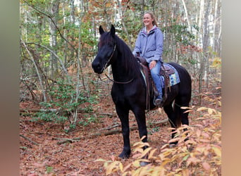 Friesian horses, Gelding, 7 years, 16,1 hh, Black