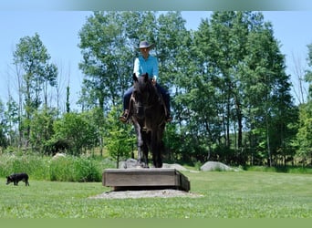 Friesian horses, Gelding, 7 years, 16.1 hh, Brown