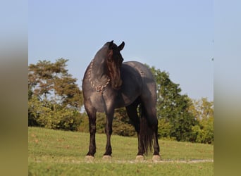 Friesian horses, Gelding, 7 years, 16.1 hh, Roan-Blue