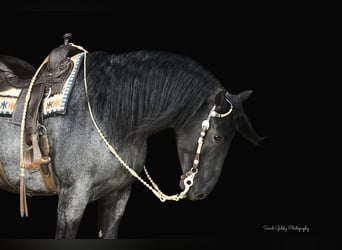 Friesian horses, Gelding, 7 years, 16,1 hh, Roan-Blue