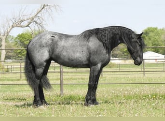 Friesian horses, Gelding, 7 years, 16,1 hh, Roan-Blue