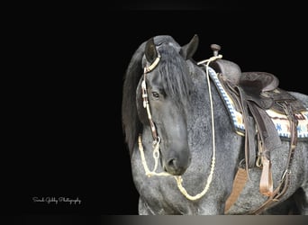 Friesian horses, Gelding, 7 years, 16,1 hh, Roan-Blue