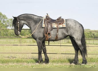 Friesian horses, Gelding, 7 years, 16,1 hh, Roan-Blue