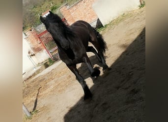 Friesian horses, Gelding, 7 years, 16.2 hh, Black