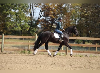 Friesian horses, Gelding, 7 years, 16,2 hh, Black