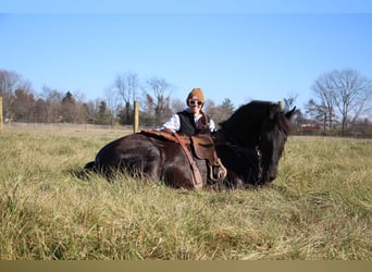 Friesian horses, Gelding, 7 years, 16.2 hh, Black