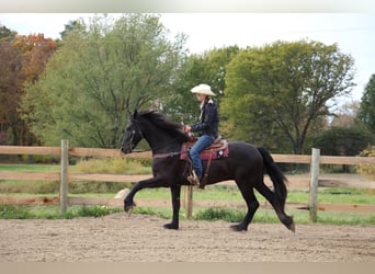 Friesian horses, Gelding, 7 years, 16.2 hh, Black