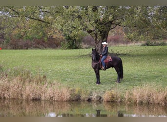 Friesian horses, Gelding, 7 years, 16.2 hh, Black