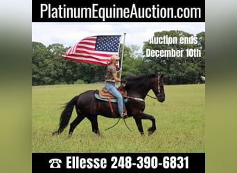 Friesian horses, Gelding, 7 years, 16.2 hh, Black