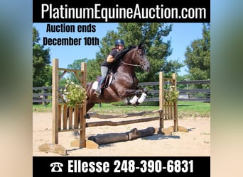Friesian horses, Gelding, 7 years, 16.2 hh, Black