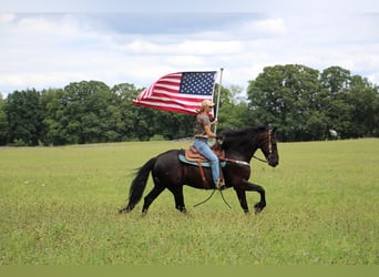 Friesian horses, Gelding, 7 years, 16.2 hh, Black