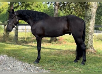 Friesian horses, Gelding, 7 years, 16.2 hh, Black