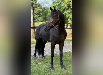 Friesian horses, Gelding, 7 years, 16.2 hh, Black