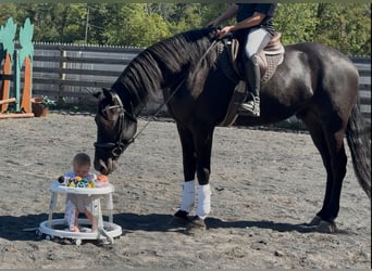 Friesian horses, Gelding, 7 years, 16.2 hh, Black