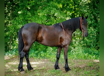 Friesian horses Mix, Gelding, 7 years, 16.3 hh, Black