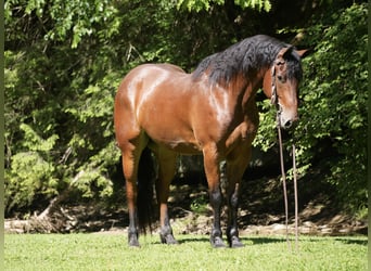 Friesian horses Mix, Gelding, 7 years, 16 hh, Bay