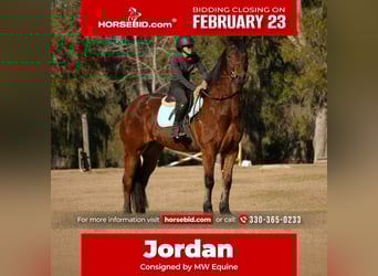 Friesian horses Mix, Gelding, 7 years, 16 hh, Bay