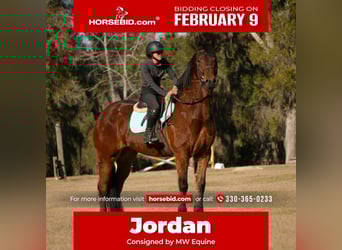 Friesian horses Mix, Gelding, 7 years, 16 hh, Bay