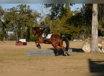 Friesian horses Mix, Gelding, 7 years, 16 hh, Bay