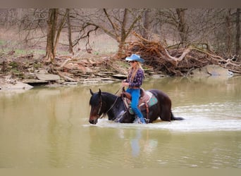 Friesian horses, Gelding, 7 years, 16 hh, Bay