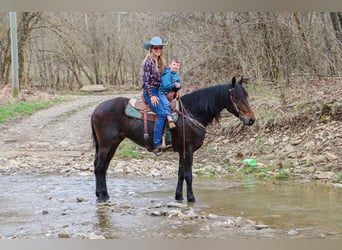 Friesian horses, Gelding, 7 years, 16 hh, Bay