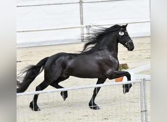 Friesian horses, Gelding, 7 years, 16 hh, Black
