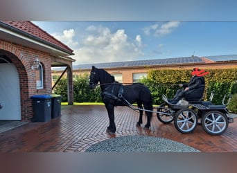 Friesian horses, Gelding, 7 years, 16 hh, Black