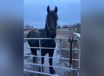 Friesian horses, Gelding, 7 years, 16 hh, Black