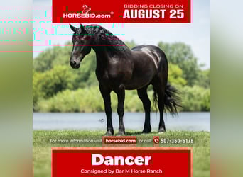 Friesian horses, Gelding, 7 years, 16 hh, Black