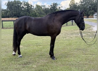 Friesian horses Mix, Gelding, 7 years, 16 hh, Black