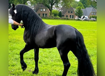 Friesian horses, Gelding, 7 years, 16 hh, Black