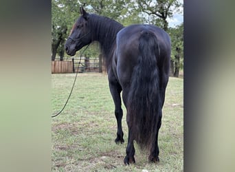 Friesian horses, Gelding, 7 years, 16 hh, Black