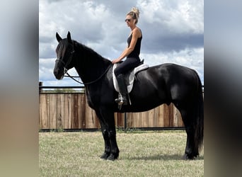 Friesian horses, Gelding, 7 years, 16 hh, Black