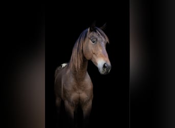 Friesian horses, Gelding, 7 years, 16 hh, Buckskin