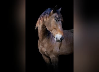 Friesian horses, Gelding, 7 years, 16 hh, Buckskin