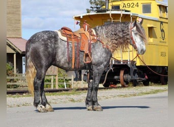 Friesian horses Mix, Gelding, 7 years, 16 hh, Gray
