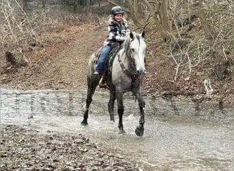 Friesian horses, Gelding, 7 years, 16 hh, Gray