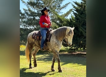 Friesian horses, Gelding, 7 years, 16 hh, Gray