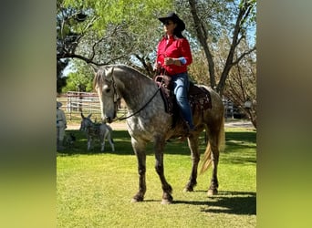 Friesian horses, Gelding, 7 years, 16 hh, Gray