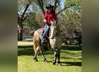 Friesian horses, Gelding, 7 years, 16 hh, Gray