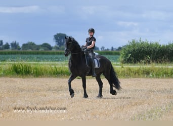 Friesian horses, Gelding, 7 years, 16,1 hh, Black