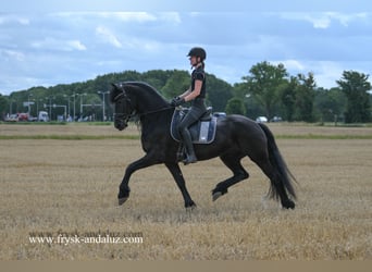 Friesian horses, Gelding, 7 years, 16,1 hh, Black