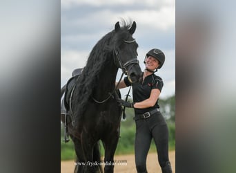 Friesian horses, Gelding, 7 years, 16,1 hh, Black