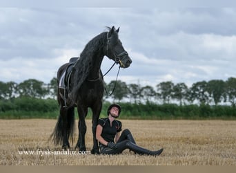 Friesian horses, Gelding, 7 years, 16,1 hh, Black