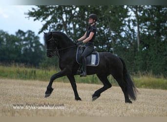 Friesian horses, Gelding, 7 years, 16,1 hh, Black