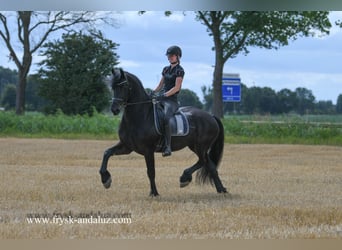 Friesian horses, Gelding, 7 years, 16,1 hh, Black