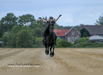 Friesian horses, Gelding, 7 years, 16,1 hh, Black