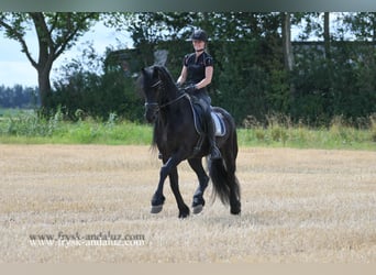Friesian horses, Gelding, 7 years, 16,1 hh, Black